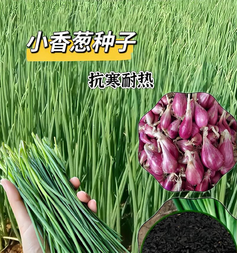 小葱花的花语代表什么含义？