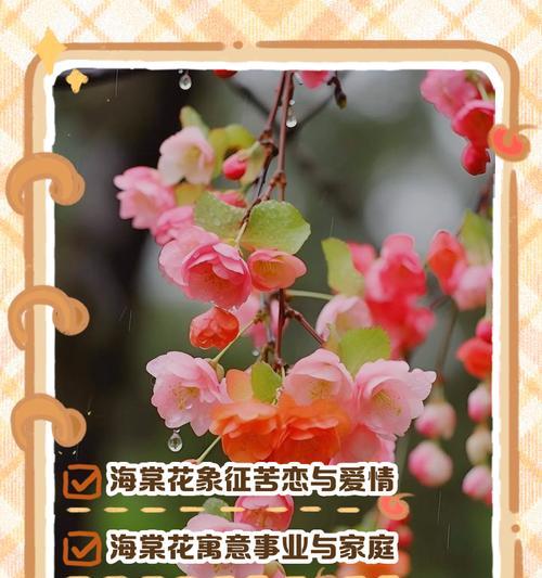 卡丁花的寓意和花语是什么？卡丁花代表了哪些情感？