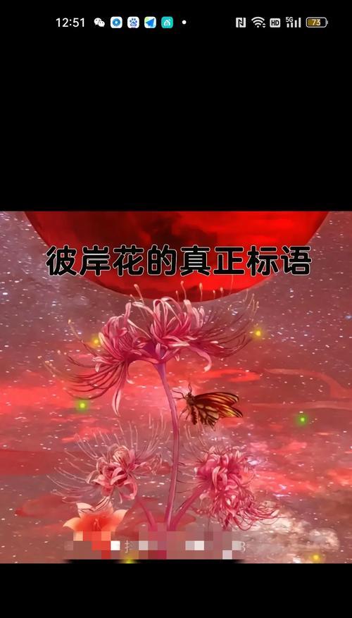 卡丁花的寓意和花语是什么？卡丁花代表了哪些情感？