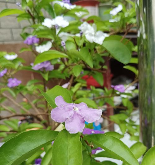 好看花语有哪些推荐？适合什么场合？