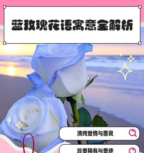 玫瑰香皂的花语有何寓意？