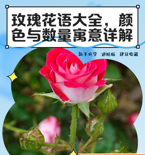 玫瑰香皂的花语有何寓意？