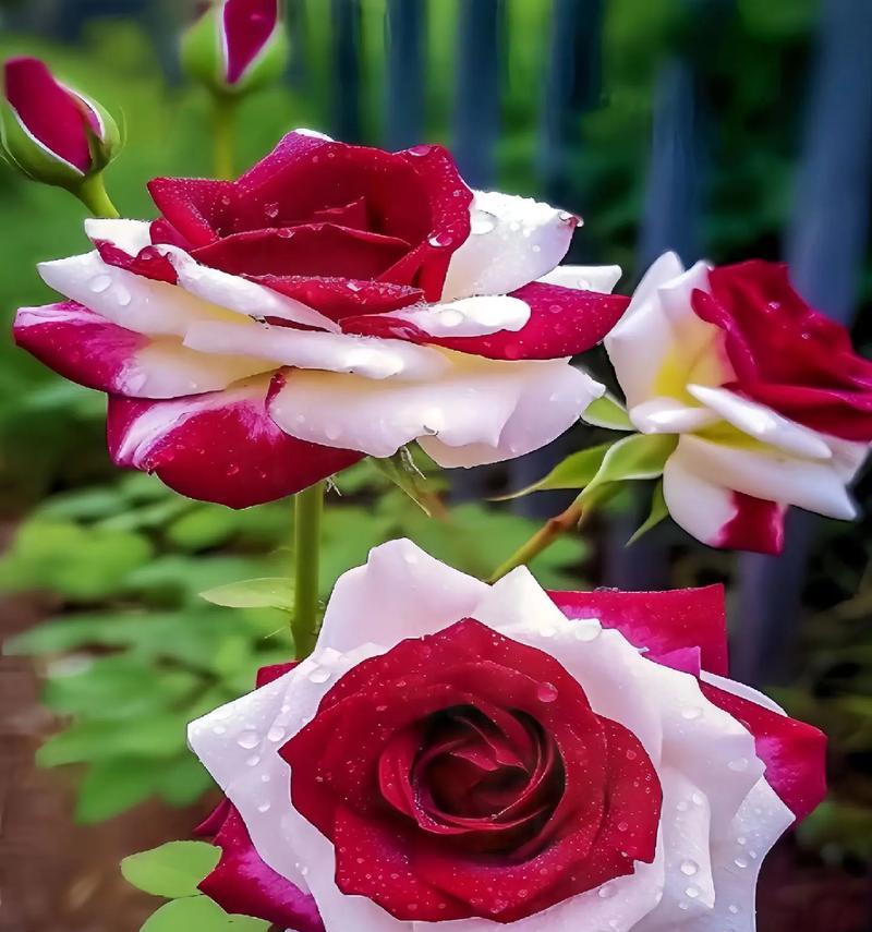 不同颜色玫瑰花在追求中的含义是什么？