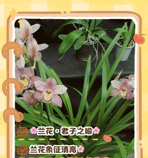 哪种兰花象征爱情？