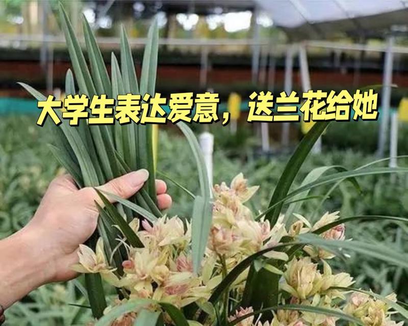 哪种兰花象征爱情？
