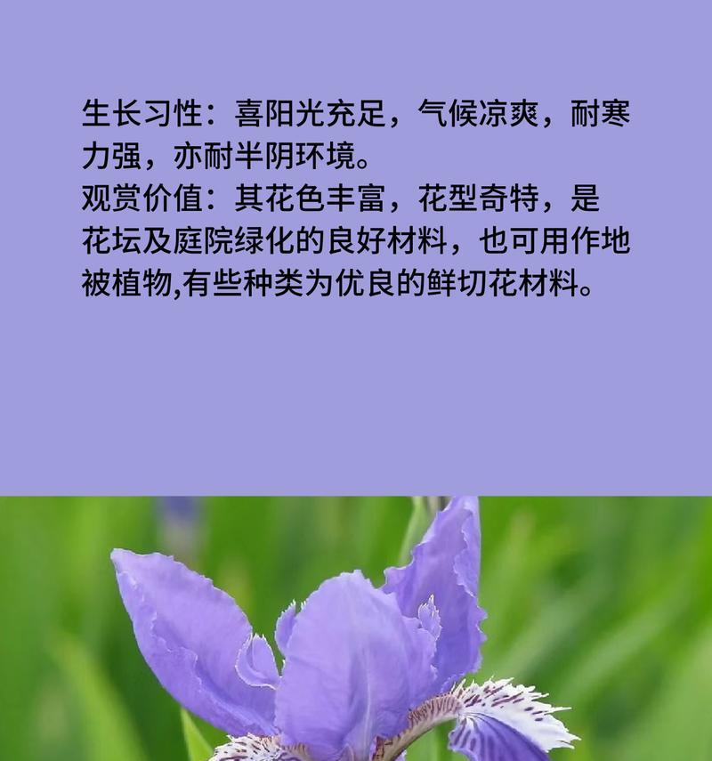 蓝色冰焰花代表什么？它的花语有何特别之处？