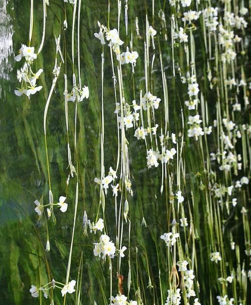 水性杨花的花语有哪些？它在传统中代表什么？