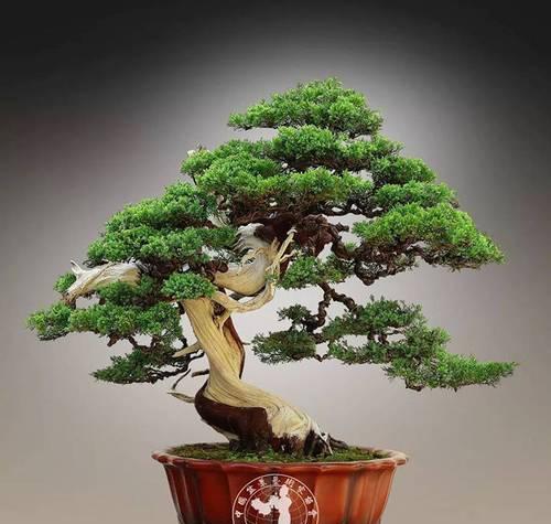 猪牙花花语寓意什么生肖？紫色菜花子花语又是什么呢？