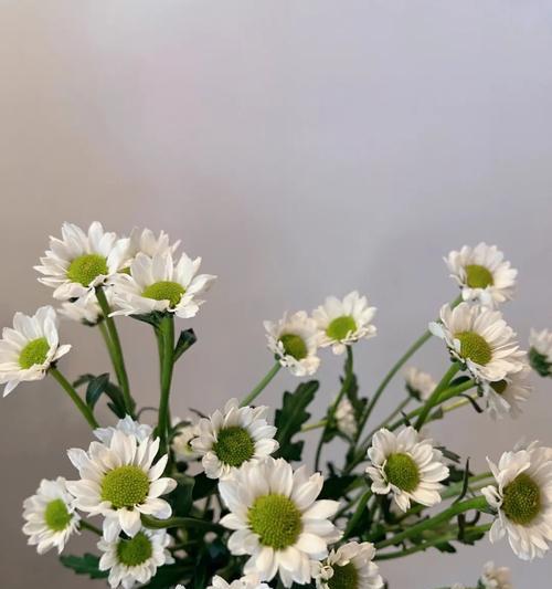 白色雏菊的花语有哪些含义？