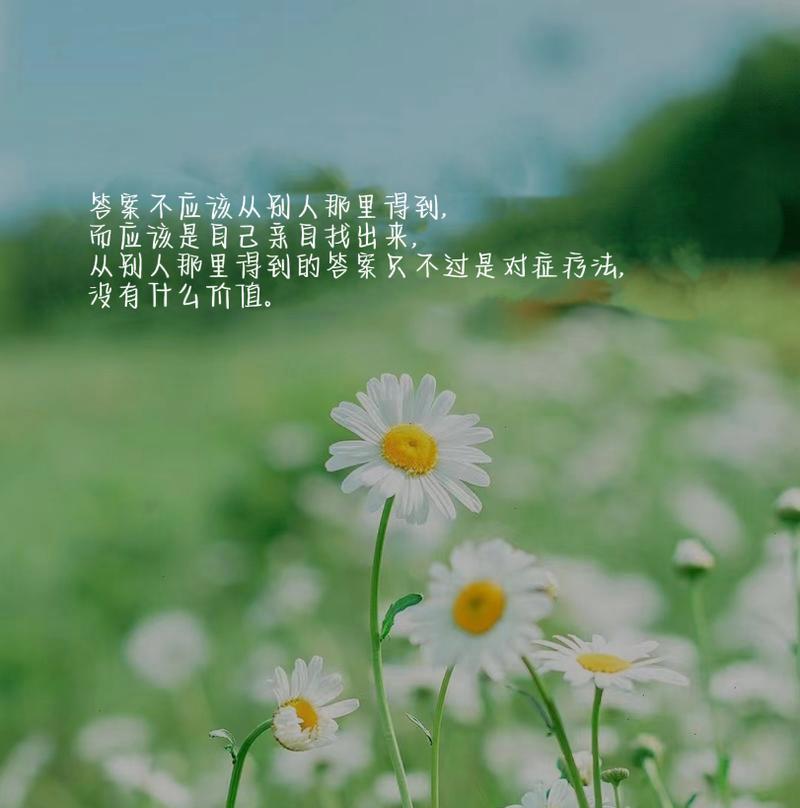 白色雏菊的花语有哪些含义？