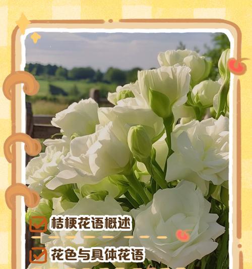 剑兰与桔梗的花语有何不同？