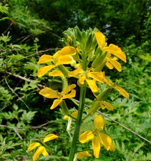 黄芥子花的花语和寓意有哪些？它象征着什么？