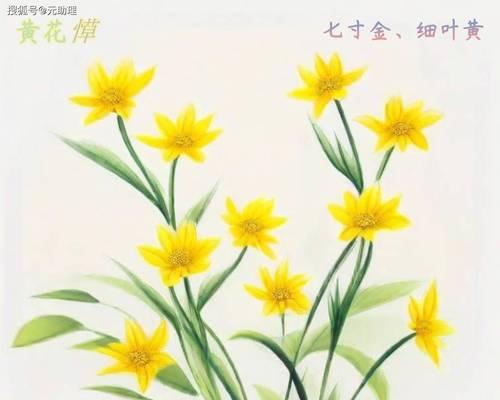 黄芥子花的花语和寓意有哪些？它象征着什么？