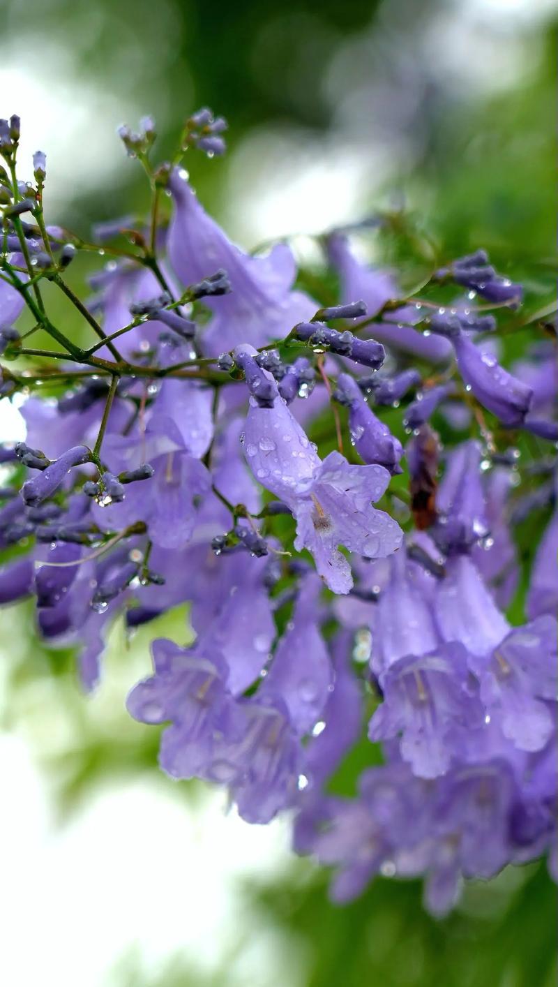 蓝木棉的花语是什么？蓝木棉在花语中代表了什么情感？