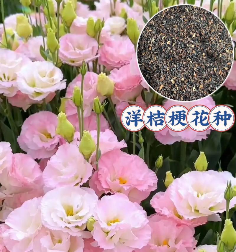 白色洋桔梗的花语有何特殊含义？
