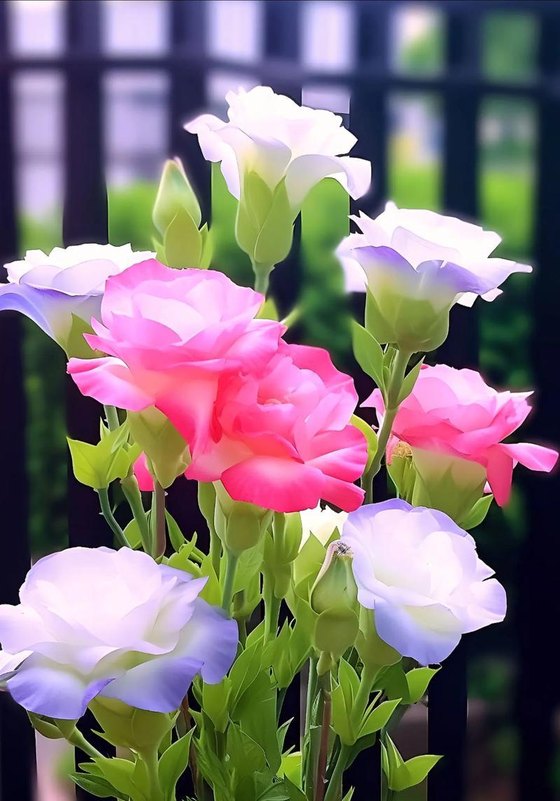 桔梗花的花语和寓意有哪些？