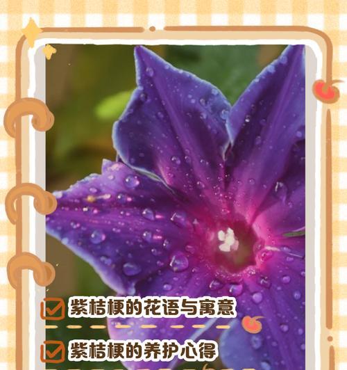 桔梗花的花语和寓意有哪些？