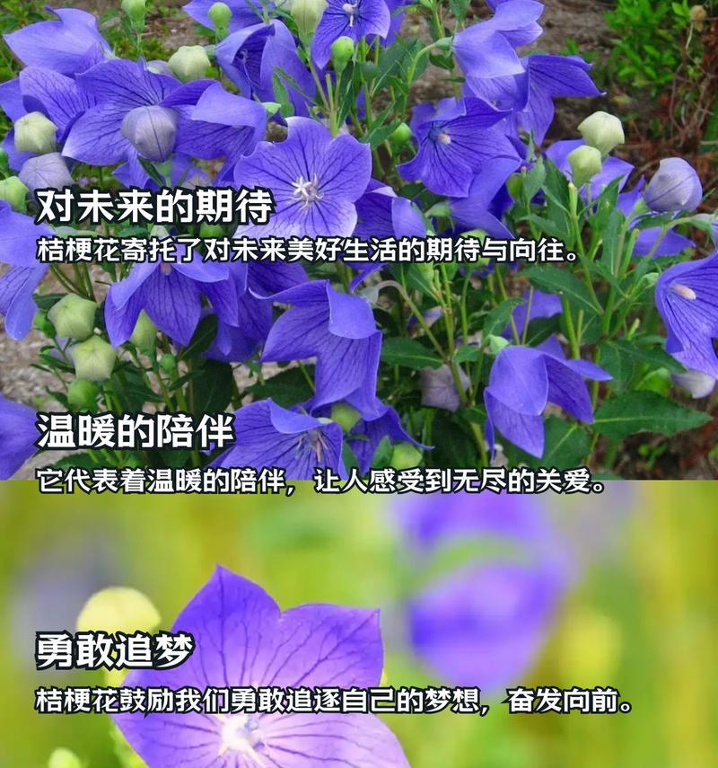 桔梗花的花语和寓意有哪些？