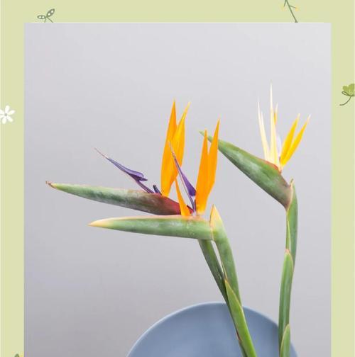 花天堂鸟的花语是什么？花天堂鸟代表了什么情感？