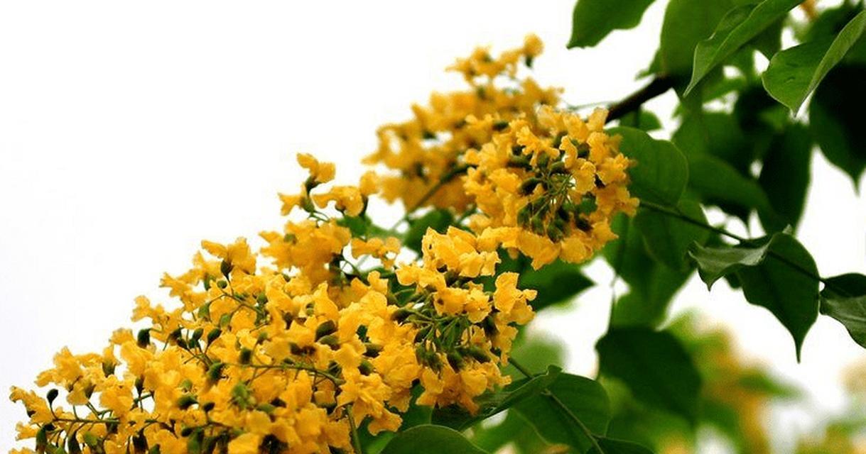 紫檀木花的寓意和花语是什么？紫檀木花象征着什么？