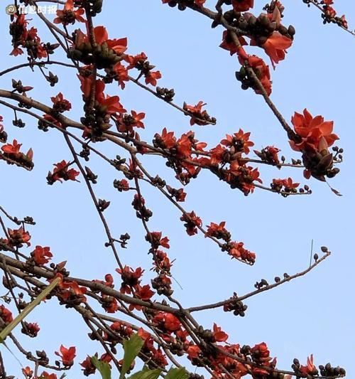 木棉花搞笑花语中有哪些幽默的元素？