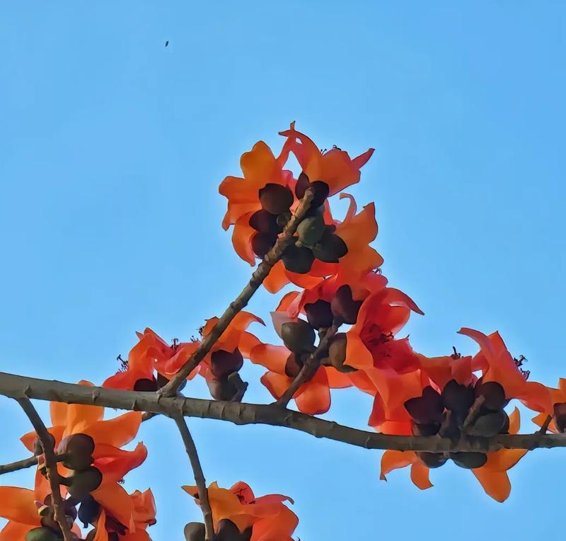木棉花搞笑花语中有哪些幽默的元素？