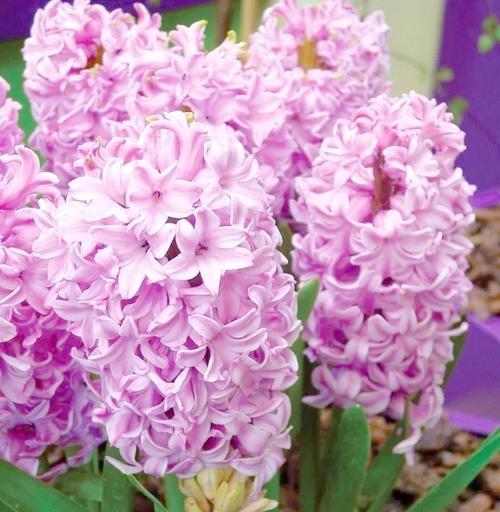 粉色风信子花语是什么？这种花语有何寓意？