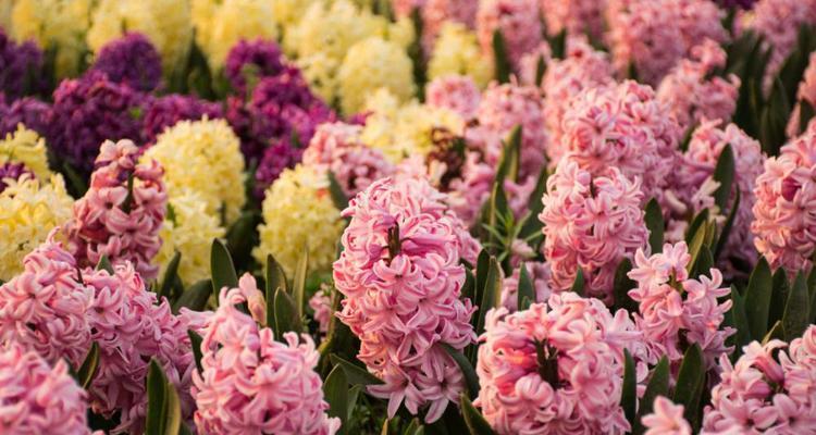 粉色风信子花语是什么？这种花语有何寓意？