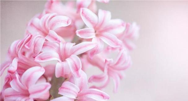粉色风信子花语是什么？这种花语有何寓意？