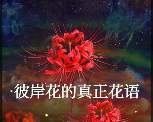 花语大全能告诉我们什么？如何解读各种花的含义？