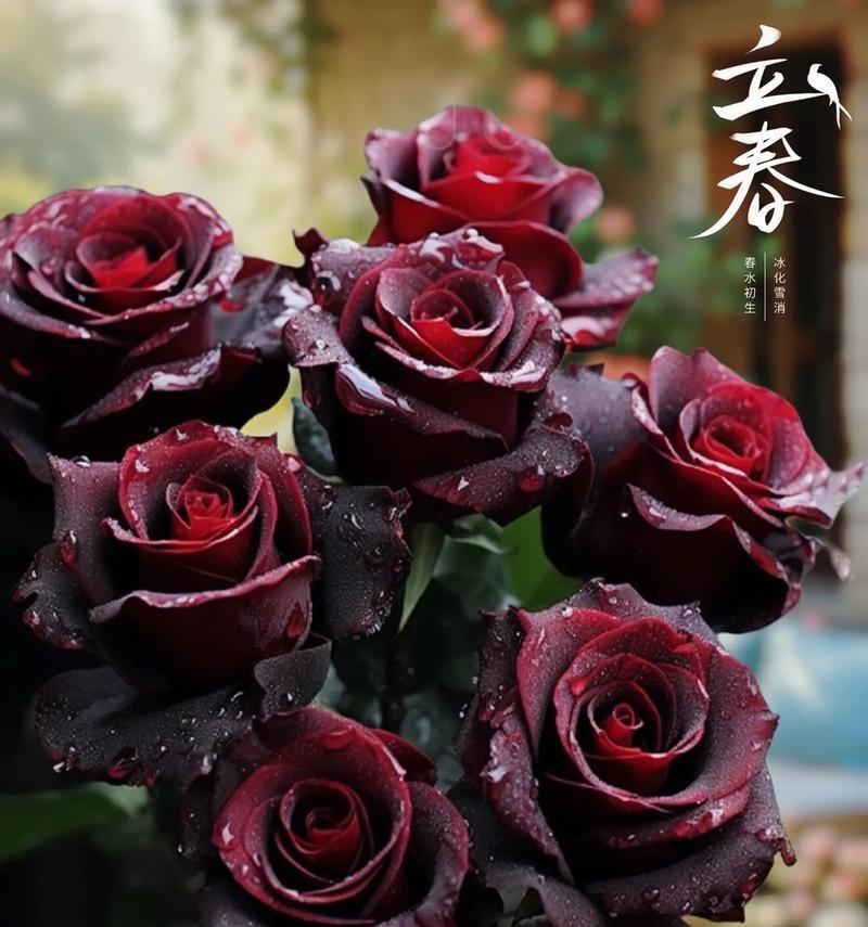 暗黑风格的花语有何含义？它代表了什么？