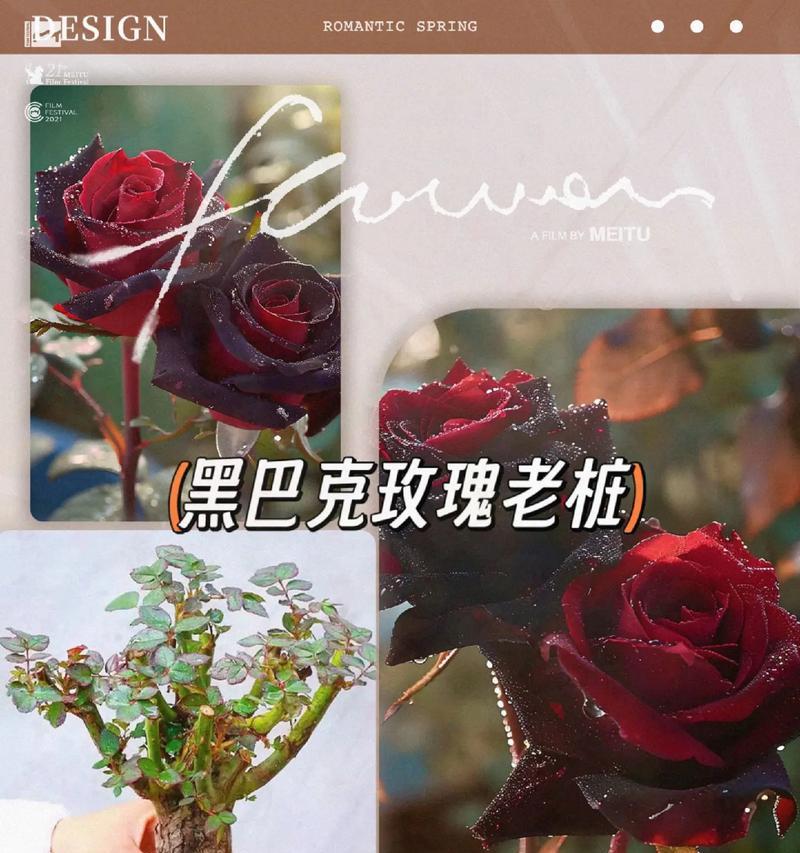 暗黑风格的花语有何含义？它代表了什么？