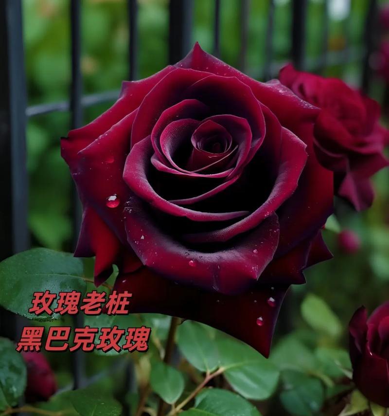 暗黑风格的花语有何含义？它代表了什么？