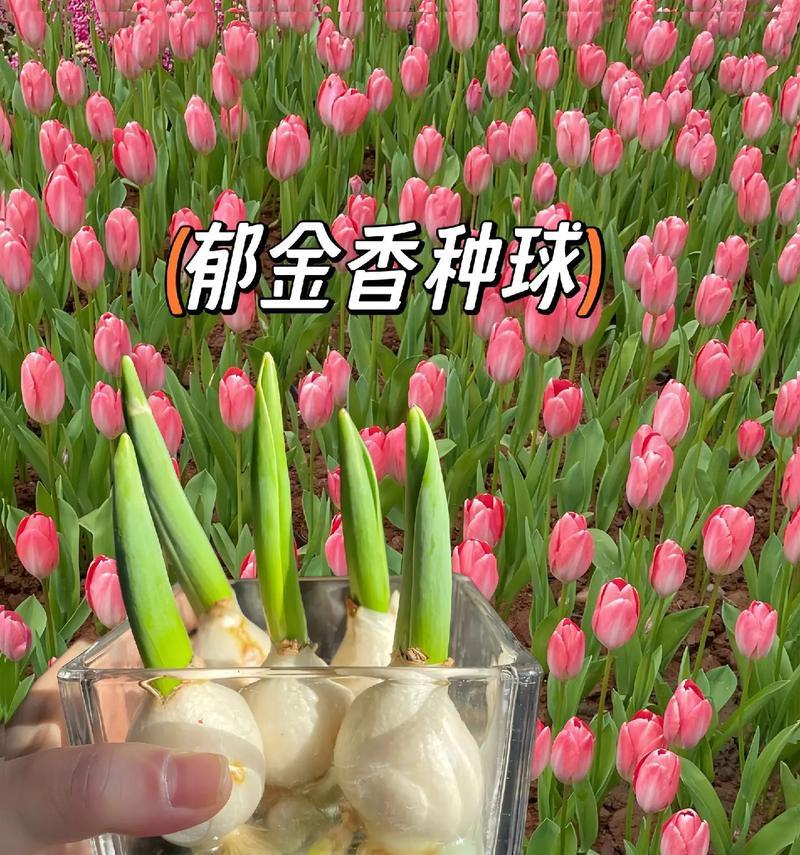 荣耀郁金香的花语有哪些？