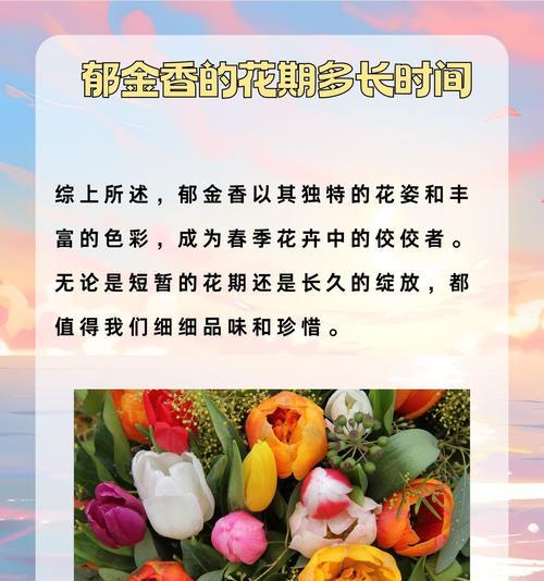 荣耀郁金香的花语有哪些？