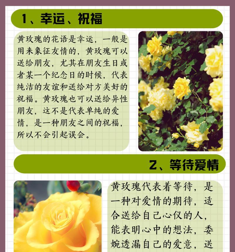 7只玫瑰花的寓意是什么？它们代表了什么？
