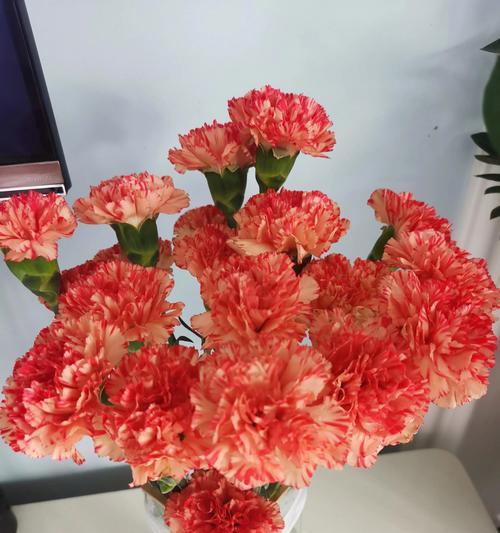 三八妇女节奇异花语有哪些？它们各自代表什么？