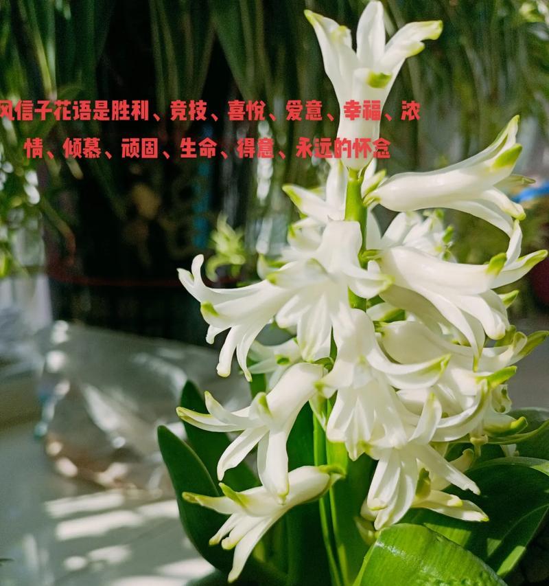 橙香传递了哪种情感？花语有何特别含义？