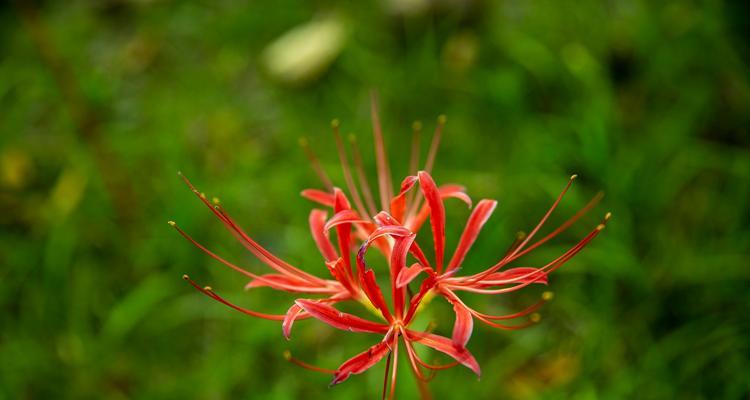 玉米花花语是什么意思啊？这种花有何象征意义？