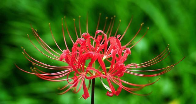 玉米花花语是什么意思啊？这种花有何象征意义？