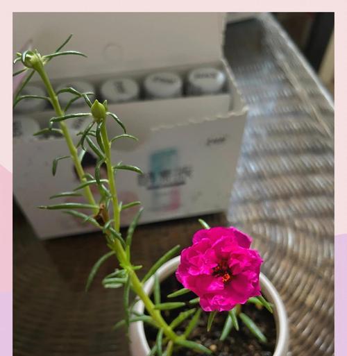 玉米花花语是什么意思啊？这种花有何象征意义？