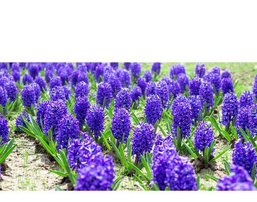 棕榈树相似的花语植物有哪些？自我关爱的花语是什么？