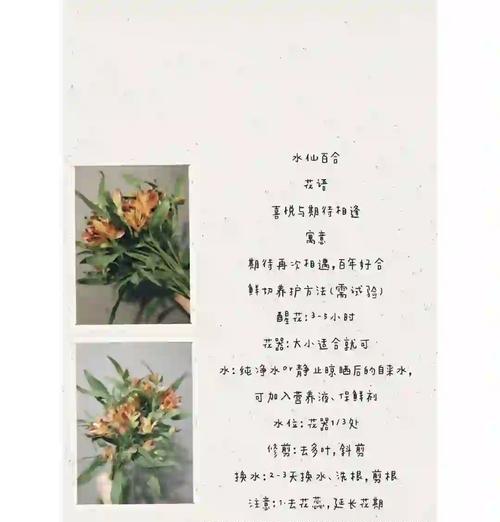 水仙花的花语及其寓意是什么？