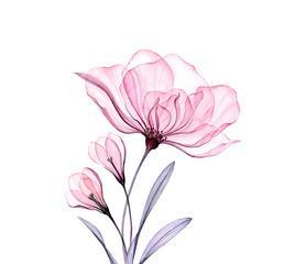 开心果与玫瑰花结合的花语是什么？
