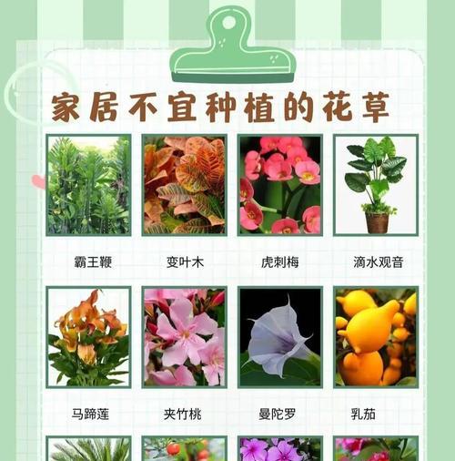 大豹毒花的花语有何特殊含义？