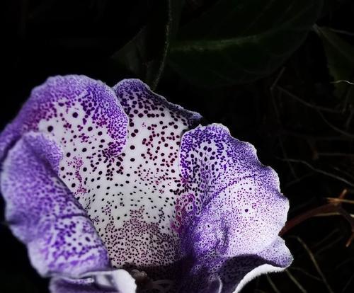 大豹毒花的花语有何特殊含义？