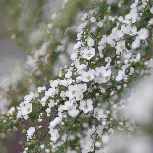 雪柳花语代表什么？雪柳的花语含义有何特别之处？