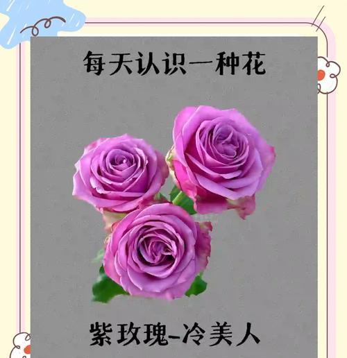 送儿子玫瑰花时应该选择哪种花语？