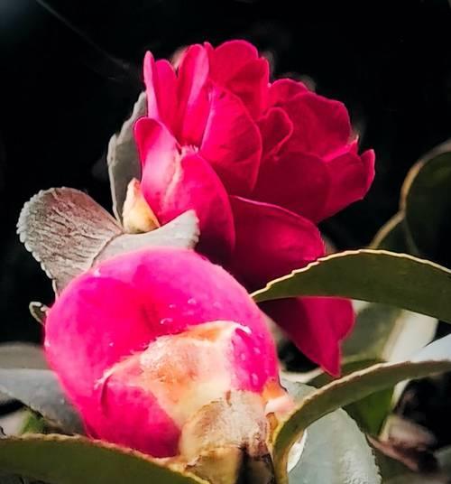 午夜红茶花语代表什么？如何理解其深层含义？