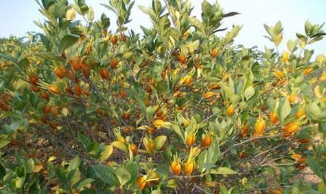 山栀花的花语代表什么？
